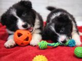 Border collie mükemmel yavrularımız