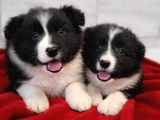 Border Collie Mükemmel Yavrularımız