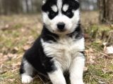 Husky Sibirya Kurdu Yavrular