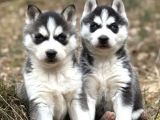 Husky sibirya kurdu yavrular
