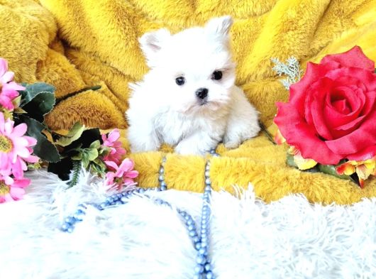 Matese Terrier Irkının En Özel Yavruları görsel