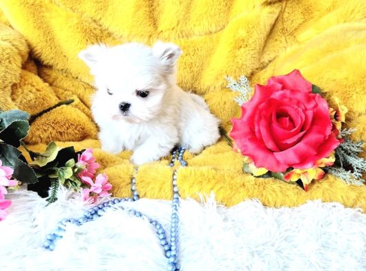 Matese Terrier Irkının En Özel Yavruları görsel
