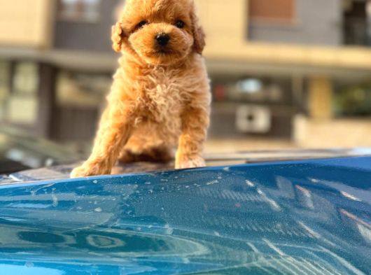 A Kalite Maltipoo Yavrularım görsel