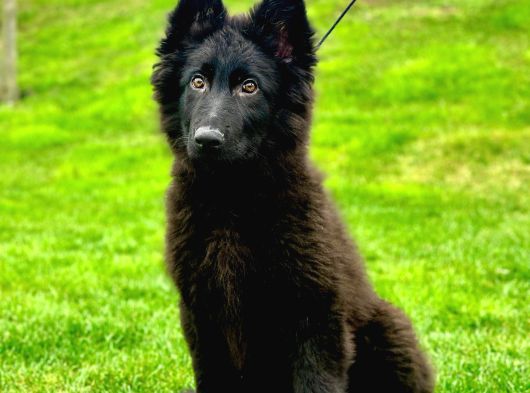 Solid Black Alman Çoban Yavruları
