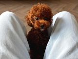 Kore Poodle Yavrularımız Yeni Evlerini Bekliyor