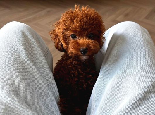 Kore Poodle Yavrularımız Yeni Evlerini Bekliyor görsel