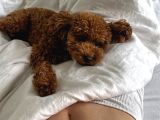Kore Poodle yavrularımız yeni evlerini bekliyor