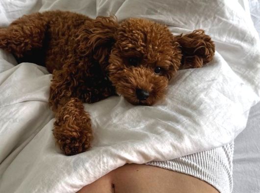 Kore Poodle Yavrularımız Yeni Evlerini Bekliyor