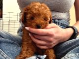Kore Poodle Yavrularımız Yeni Evlerini Bekliyor