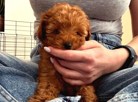 Kore Poodle Yavrularımız Yeni Evlerini Bekliyor görsel