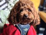 Toy Poodle