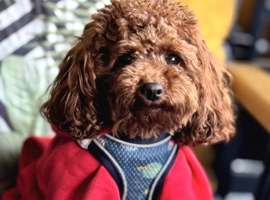 Toy Poodle