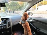 Toy Poodle