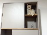 Oyuncu Kedi