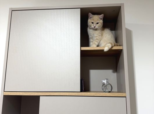 Oyuncu Kedi görsel
