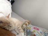 Oyuncu Kedi