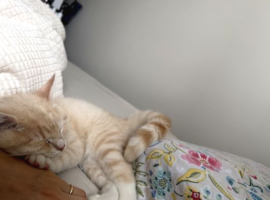 Oyuncu Kedi görsel