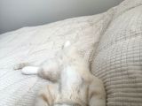 Oyuncu kedi