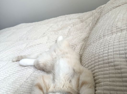 Oyuncu Kedi