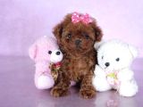 ORJİNAL TOY POODLE YAVRULARIMIZ