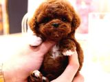 Mikro Bebeklerimiz Kore Poodle