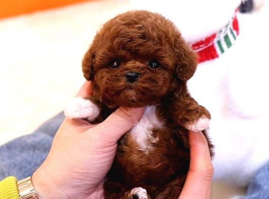 Mikro Bebeklerimiz Kore Poodle görsel
