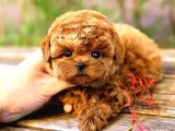 Kore Poodle