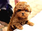 Kore Poodle