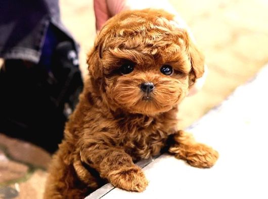 Kore Poodle görsel