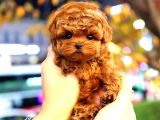 Kore Poodle