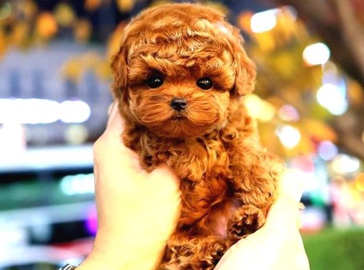 Kore Poodle görsel