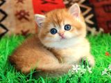 Bal Yanak Golden British Shorthair