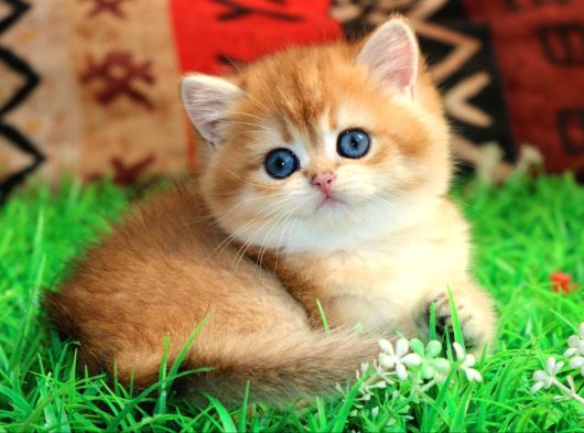 Bal Yanak Golden British Shorthair