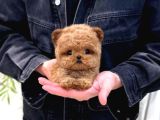 Korean Toy Poodle Yavrularim