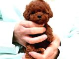 Kore POODLE YAVRULARIM