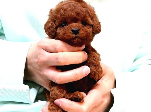 Kore Poodle Yavrularim