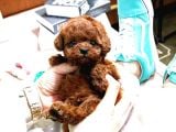Kore Poodle Yavrularim