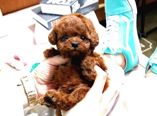 Kore Poodle Yavrularim görsel