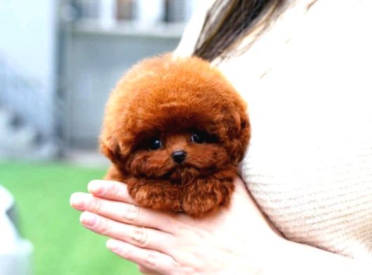 Korean Toy Poodle Yavrularim