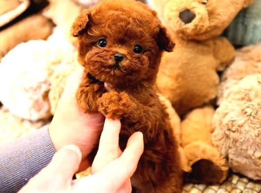 Toy Poodle Yavrularim