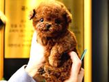 Toy Poodle Yavrularim