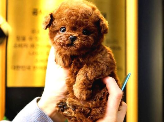 Toy Poodle Yavrularim görsel