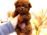 Toy Poodle Yavrularim