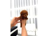 Safkan Toy Poodle Bebeklerimiz