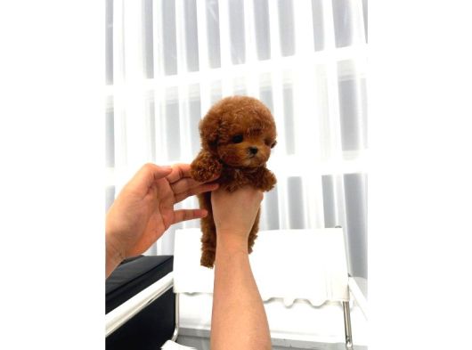 Safkan Toy Poodle Bebeklerimiz görsel