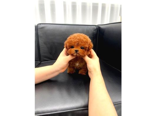 Safkan Toy Poodle Bebeklerimiz