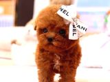 RED BROWN TOY POODLE BEBEKLERİM