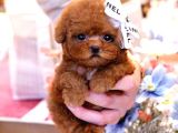 Red Brown Toy Poodle Bebekleri̇m
