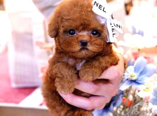 Red Brown Toy Poodle Bebekleri̇m görsel