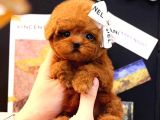 Red Brown Toy Poodle Bebekleri̇m